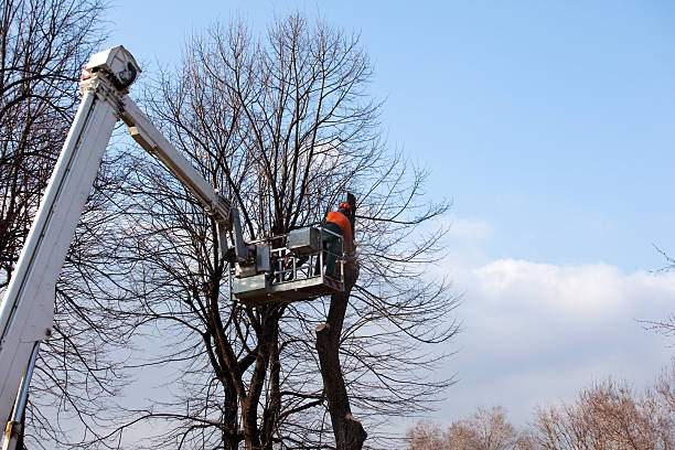 Best Tree Preservation Services  in USA